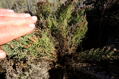 Limonium equisetinum