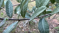 Vernonanthura squamulosa