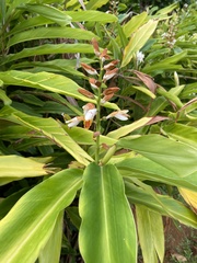 Alpinia nutans