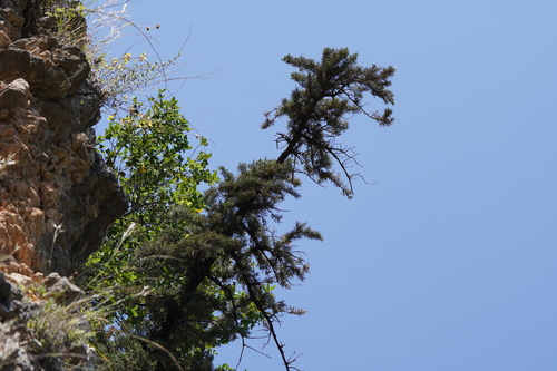 Cupressus, photographed by an iNaturalist contributor
