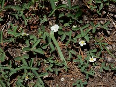 Calochortus minimus