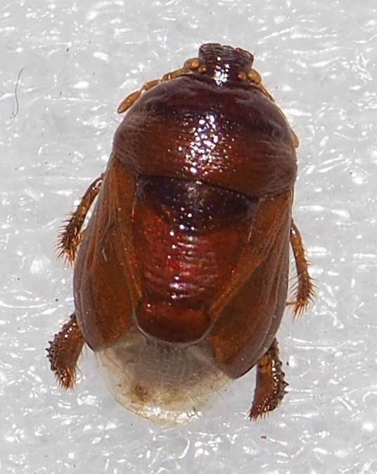 Scaptocorini