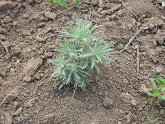 Ceratocarpus arenarius