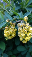 Berberis vulgaris seroi