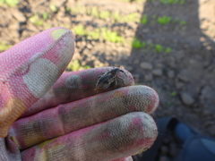 Asproparthenis punctiventris