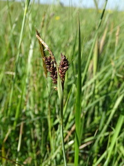Carex panicea