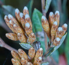 Vernonanthura squamulosa