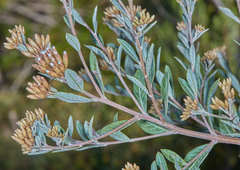 Vernonanthura squamulosa