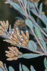 Vernonanthura squamulosa