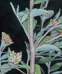 Vernonanthura squamulosa