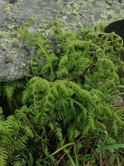 Athyrium distentifolium