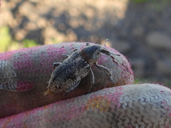 Asproparthenis punctiventris