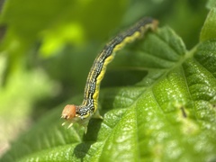 Erannis tiliaria
