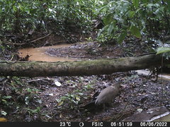 Tigrisoma mexicanum