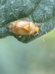Tropidosteptes