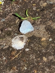 Celastrina argiolus