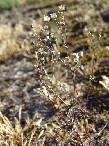 Image of Spergula morisonii by (c) Grzegorz Grzejszczak, some rights reserved (CC BY-SA)