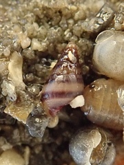 Cingula trifasciata