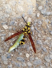 Phimenes flavopictus flavopictus