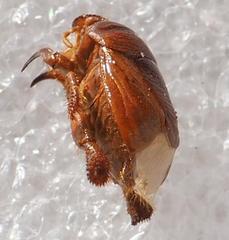 Scaptocoris minor