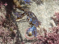 Ericaria selaginoides