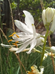 Paradisea lusitanica