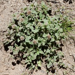 Phacelia hydrophylloides