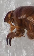 Scaptocoris minor