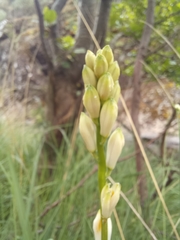 Paradisea lusitanica