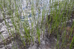 Juncus militaris