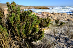 Oncosiphon schlechteri