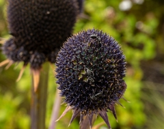 Eryngium weberbaueri