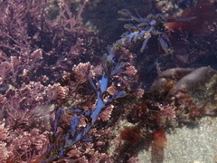 Ericaria selaginoides