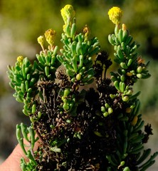 Oncosiphon schlechteri