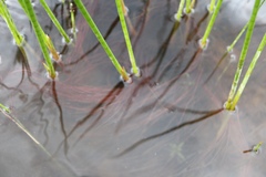 Juncus militaris