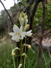 Paradisea lusitanica