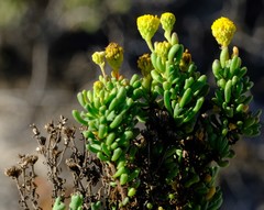 Oncosiphon schlechteri