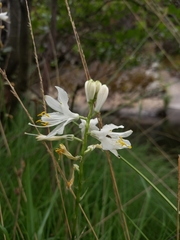 Paradisea lusitanica