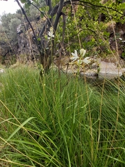 Paradisea lusitanica