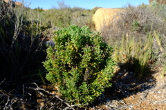 Oncosiphon schlechteri