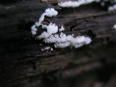 Ceratiomyxa fruticulosa