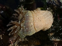 Anthopleura ballii