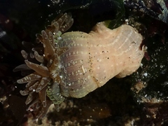 Anthopleura ballii