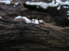 Ceratiomyxa fruticulosa