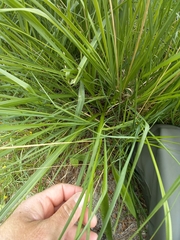 Paradisea lusitanica