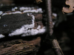 Ceratiomyxa fruticulosa