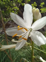 Paradisea lusitanica