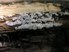 Ceratiomyxa fruticulosa