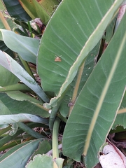 Choreutis nemorana