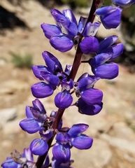 Lupinus hyacinthinus